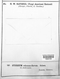Stereum ochraceoflavum image